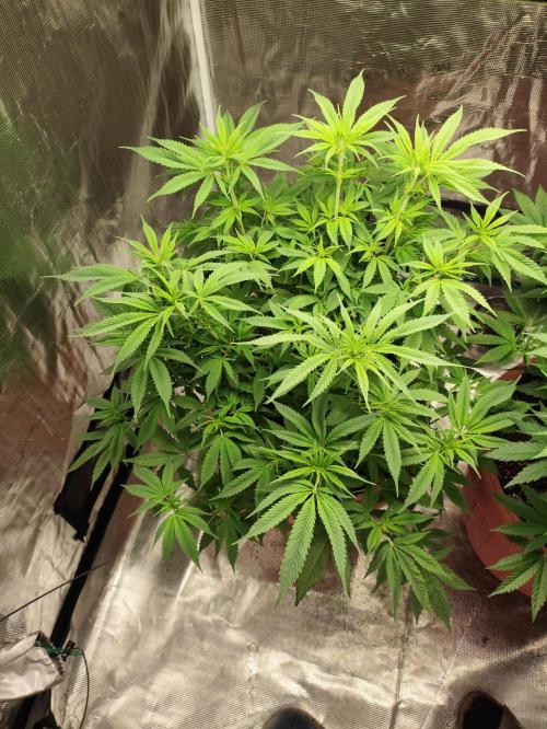 The popular El Patron !. Week 7