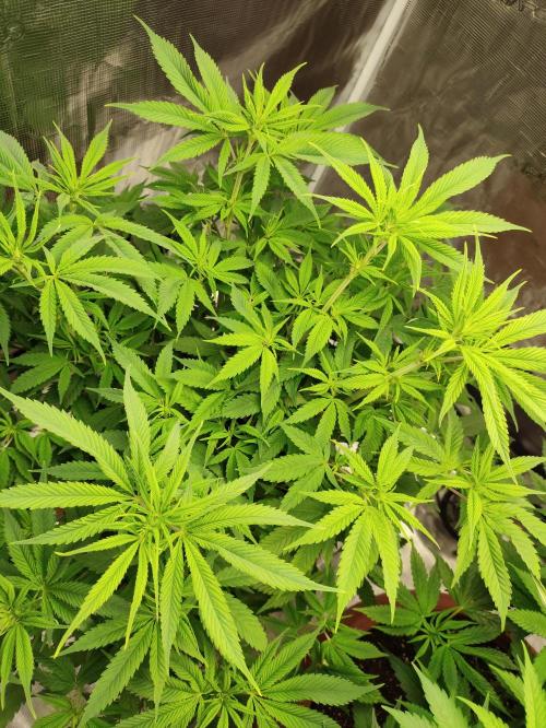 The popular El Patron !. Week 7