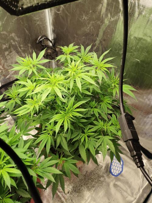 The popular El Patron !. Week 7