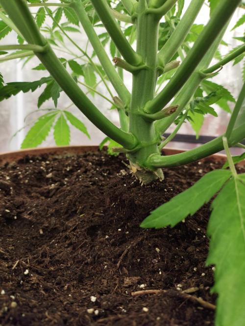 The popular El Patron !. Week 7