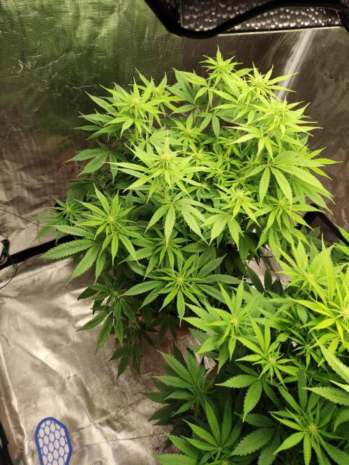 The popular El Patron !. Week 8