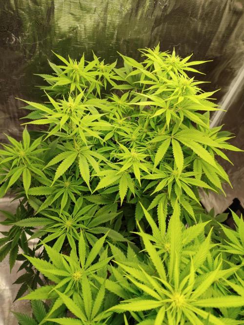The popular El Patron !. Week 8
