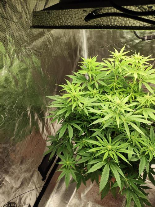 The popular El Patron !. Week 8
