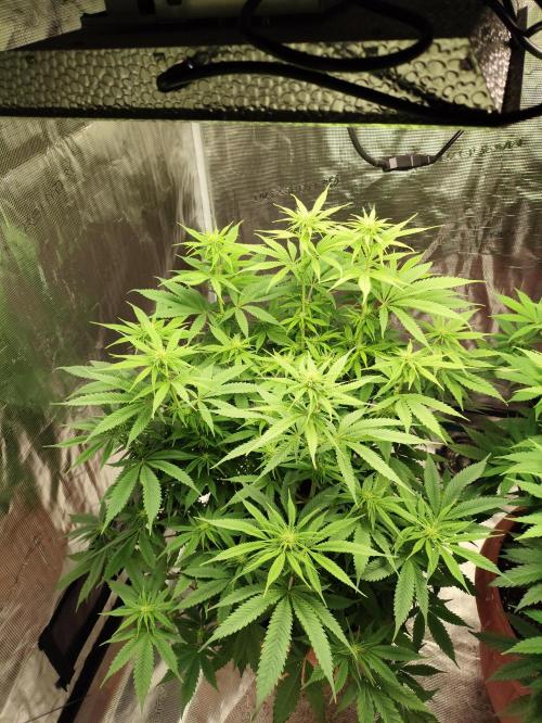 The popular El Patron !. Week 8