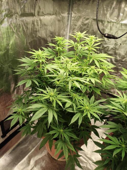 The popular El Patron !. Week 8