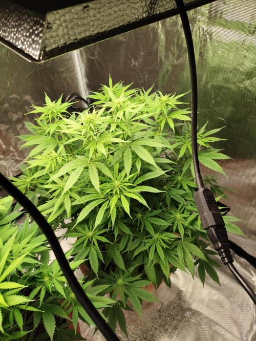 Georgia Pie. Week 8