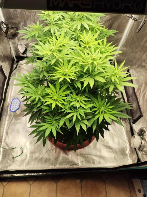 Georgia Pie Zamnesia !. Week 8
