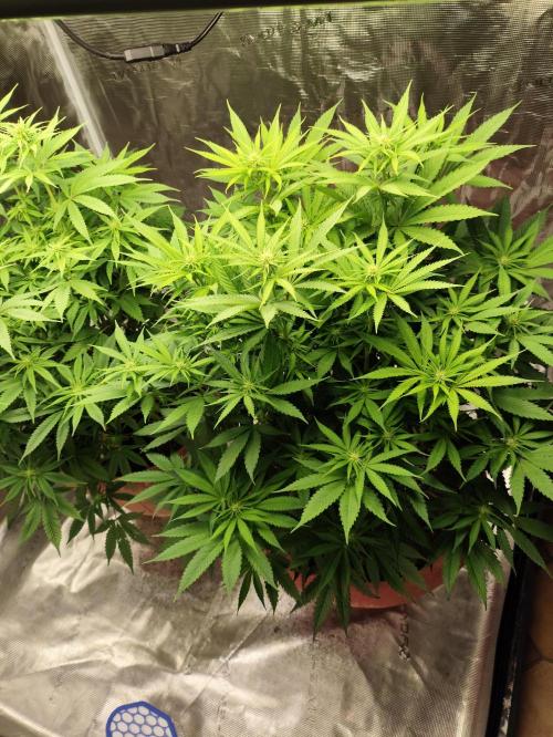 Georgia Pie Zamnesia !. Week 8