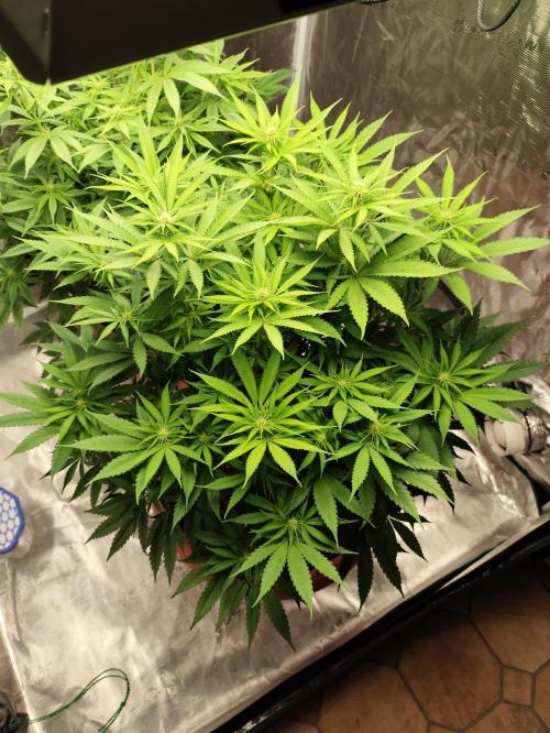 Georgia Pie Zamnesia !. Week 8
