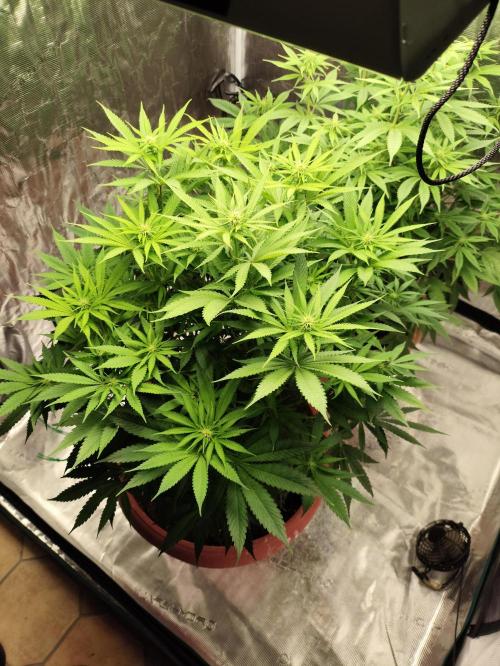 Georgia Pie Zamnesia !. Week 8