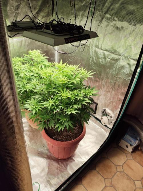 Georgia Pie Zamnesia !. Week 8
