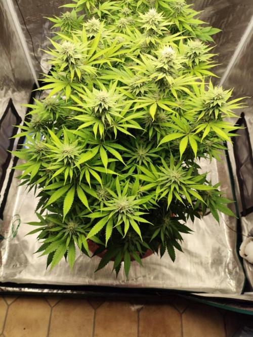 Georgia Pie Zamnesia !. Week 9