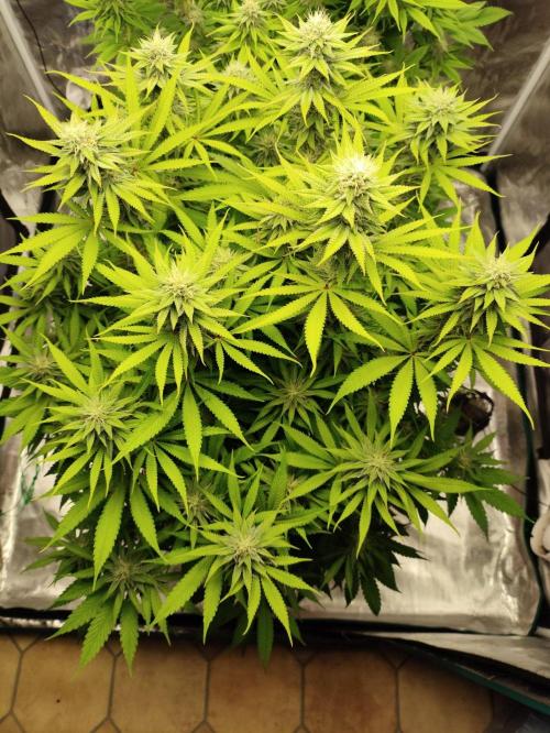 Georgia Pie Zamnesia !. Week 9