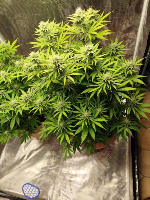 Georgia Pie Zamnesia !. Week 9