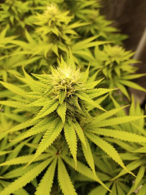 Georgia Pie Zamnesia !. Week 9