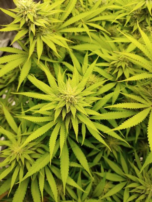 Georgia Pie Zamnesia !. Week 9