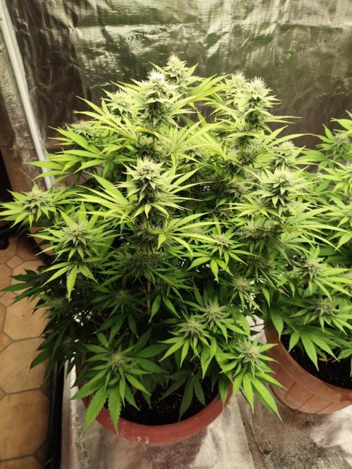Georgia Pie Zamnesia !. Week 9