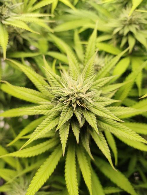 Georgia Pie Zamnesia !. Week 9