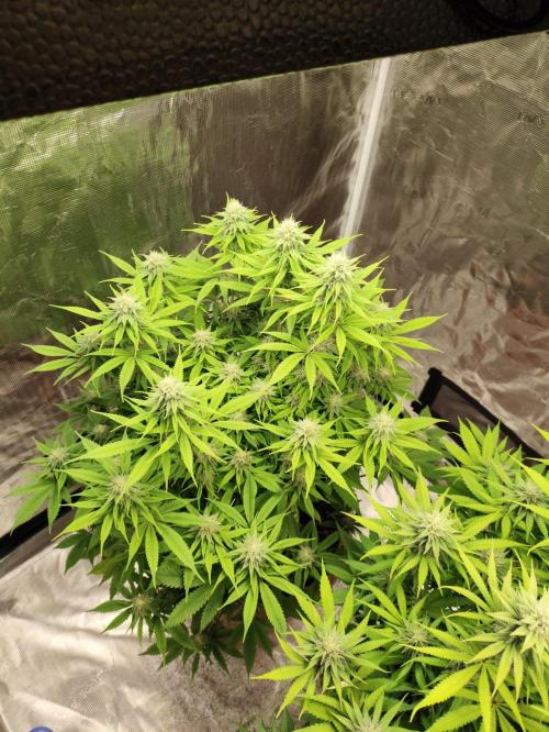 El Patron. Week 9
