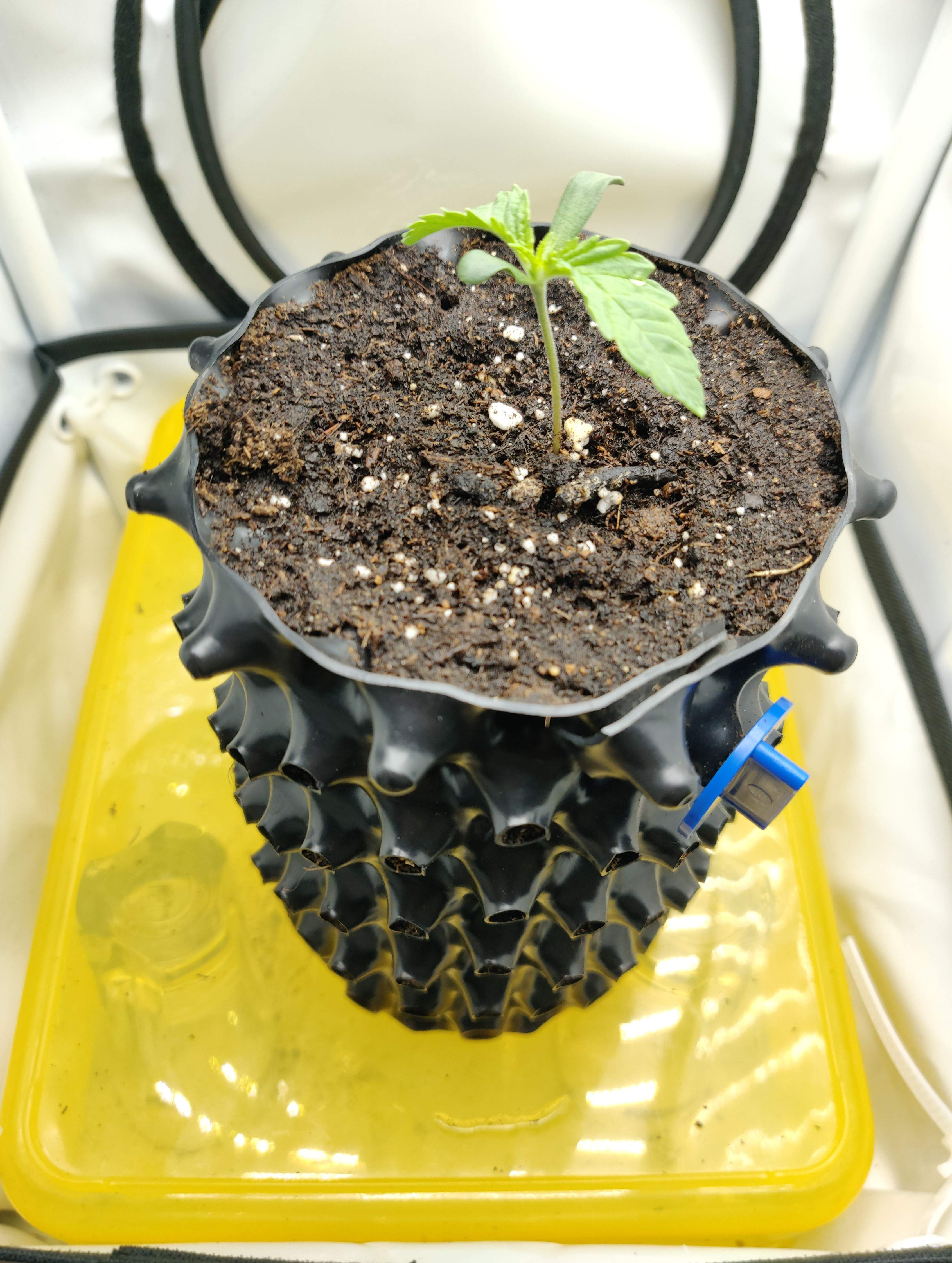 DNA Bakers Delight grow diary (journal) week1 by Removed