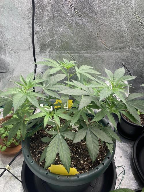 Sept Grow. Week 7