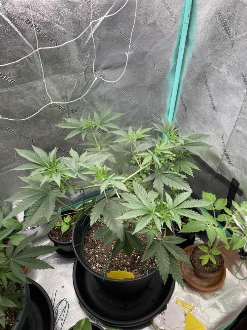 Sept Grow. Week 7