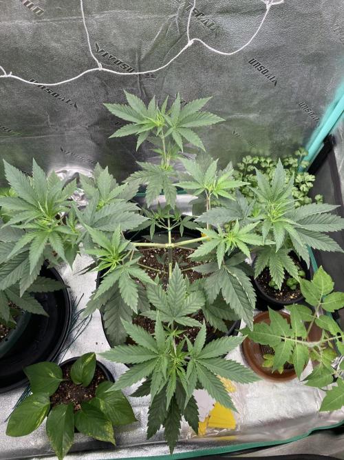 Sept Grow. Week 7