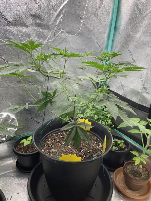 Sept Grow. Week 7