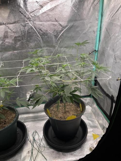 Sept Grow. Week 8