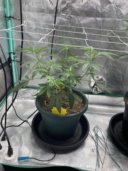 Sept Grow. Week 8