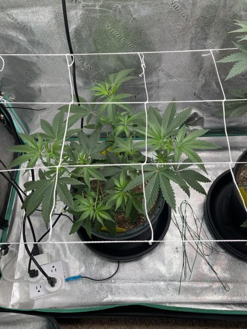 Sept Grow. Week 8