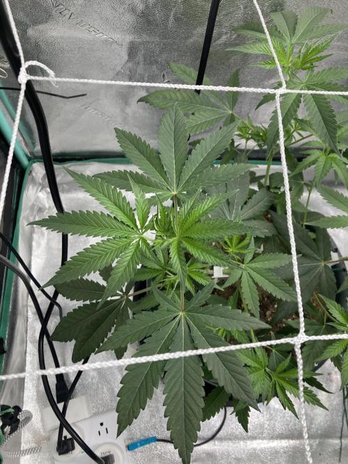 Sept Grow. Week 8