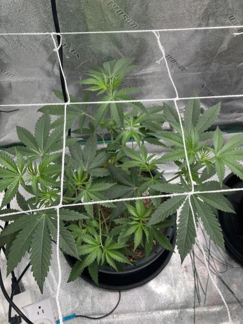 Sept Grow. Week 8