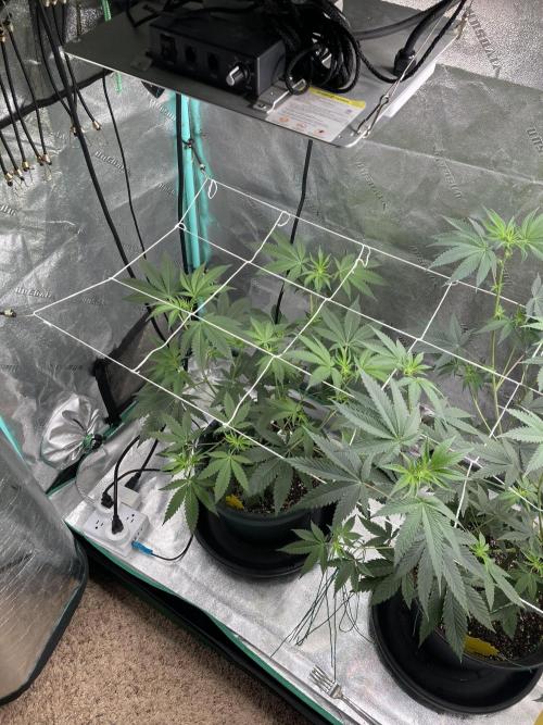 Sept Grow. Week 9