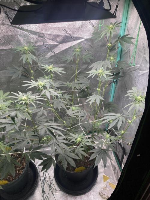 Sept Grow. Week 10