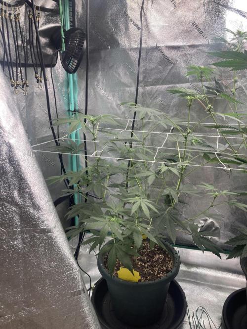 Sept Grow. Week 10