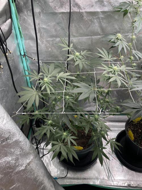 Sept Grow. Week 11