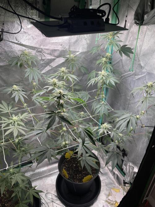 Sept Grow. Week 11