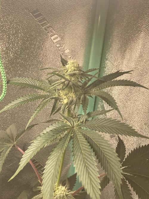 Sept Grow. Week 11