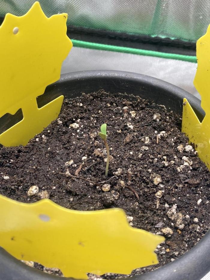 New Years Grow 2026. Week 0