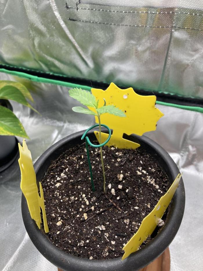 New Years Grow 2026. Week 1