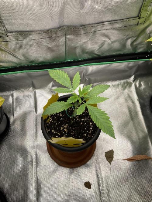 New Years Grow 2026. Week 2