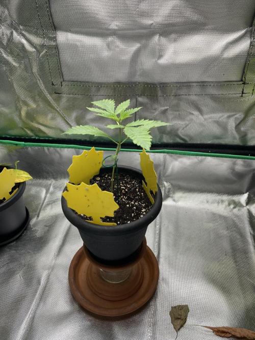 New Years Grow 2026. Week 2