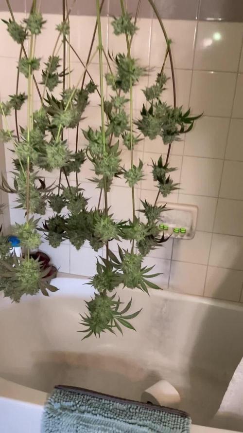 Sept Grow