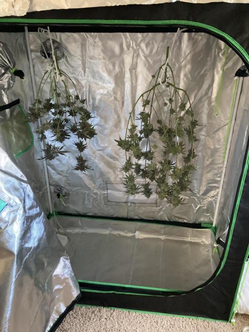 Sept Grow. Week 16