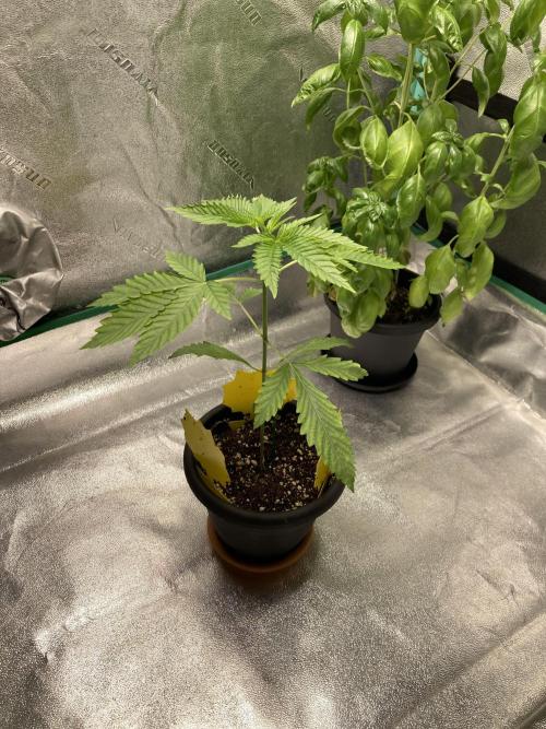 New Years Grow 2026. Week 3