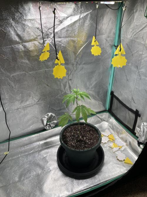 New Years Grow 2026. Week 4