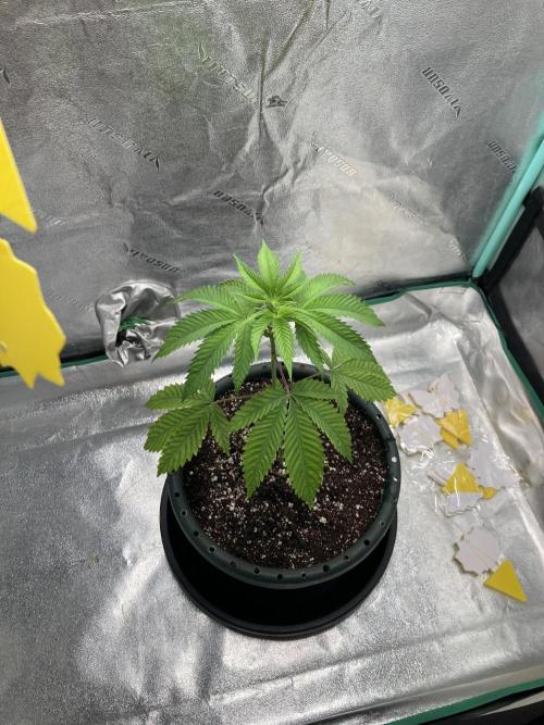 New Years Grow 2026. Week 4