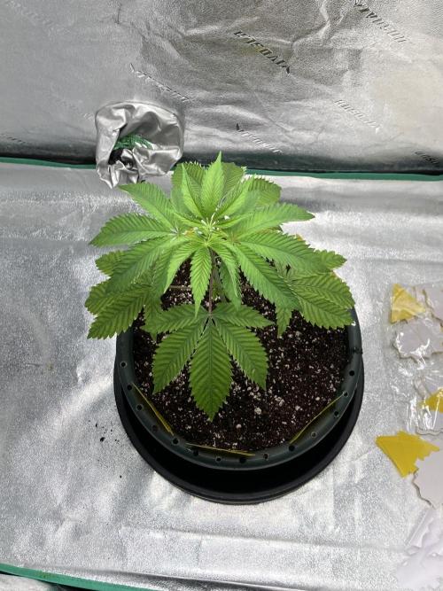 New Years Grow 2026. Week 4