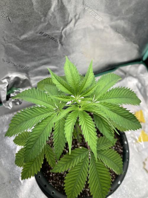 New Years Grow 2026. Week 4